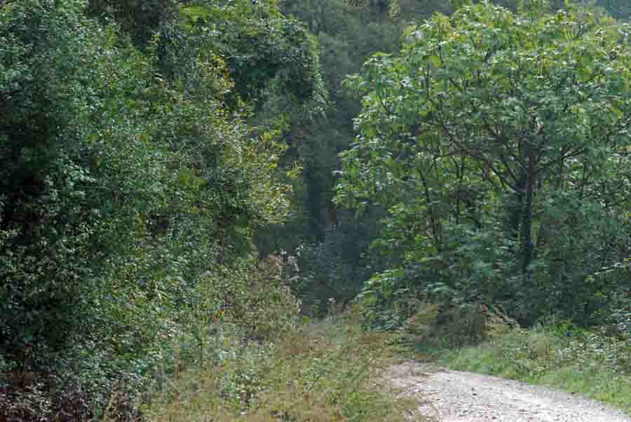 Vipera aspis francisciredi?